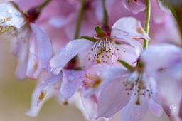 Körsbärsblommor i rosa och vitt